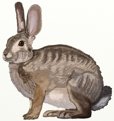 Как да нарисуваме заек и лисица