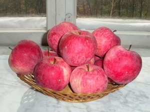 Характеристики на сорта ябълка Melba, основните му предимства и недостатъци