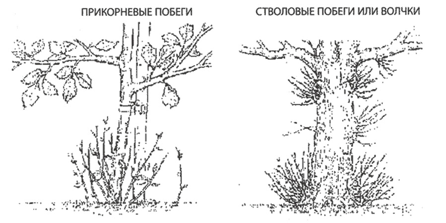 Pemët e shkurtimit në kopsht