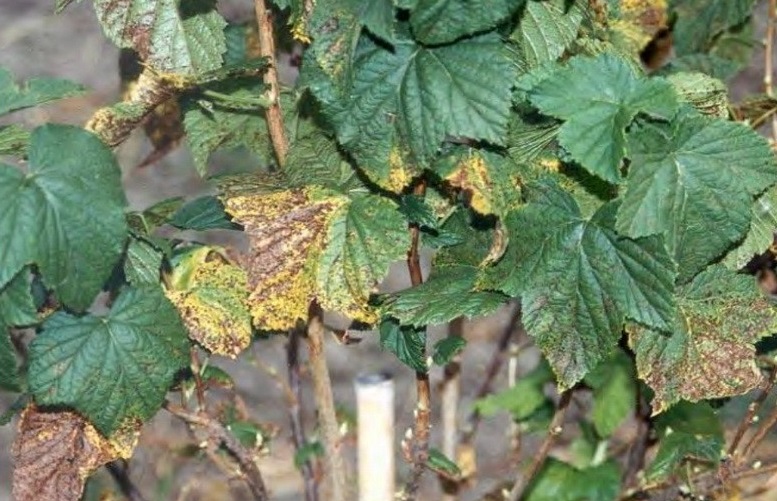 Третиране на касис и цариградско грозде от вредители през пролетта