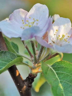 El cuidado del manzano en primavera: qué, por qué y cómo.